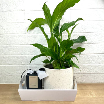 Corporate Gift Adelaide - Indoor Plant and candle gift set