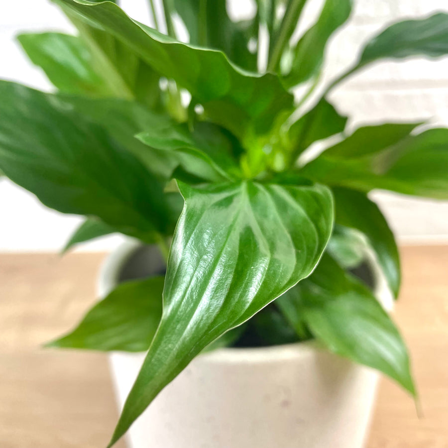 Peace Lily Potted Plant - Gift Delivery Adelaide