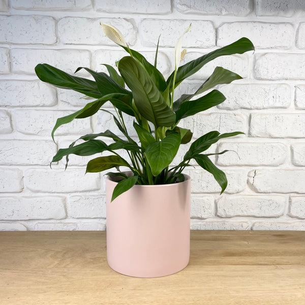 Peace Lily Indoor Plant Gift Flower Delivery Adelaide