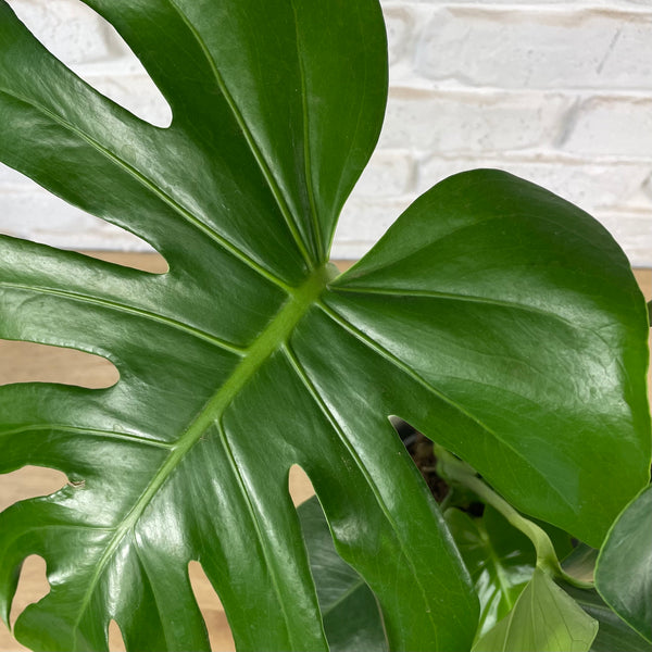 Monstera Fruit Salad Indoor Plant in White Pot