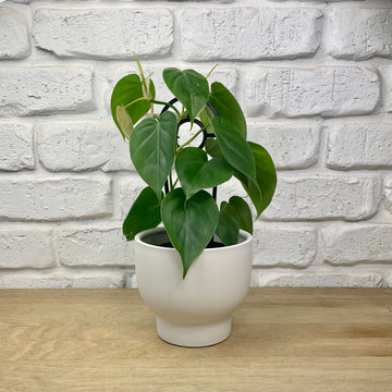 heart leaf philodendron indoor plant gift delivery adelaide same day service