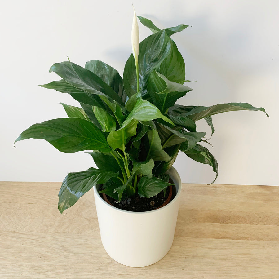 Peace Lily Plant Gift Adelaide - mother's day gift for her