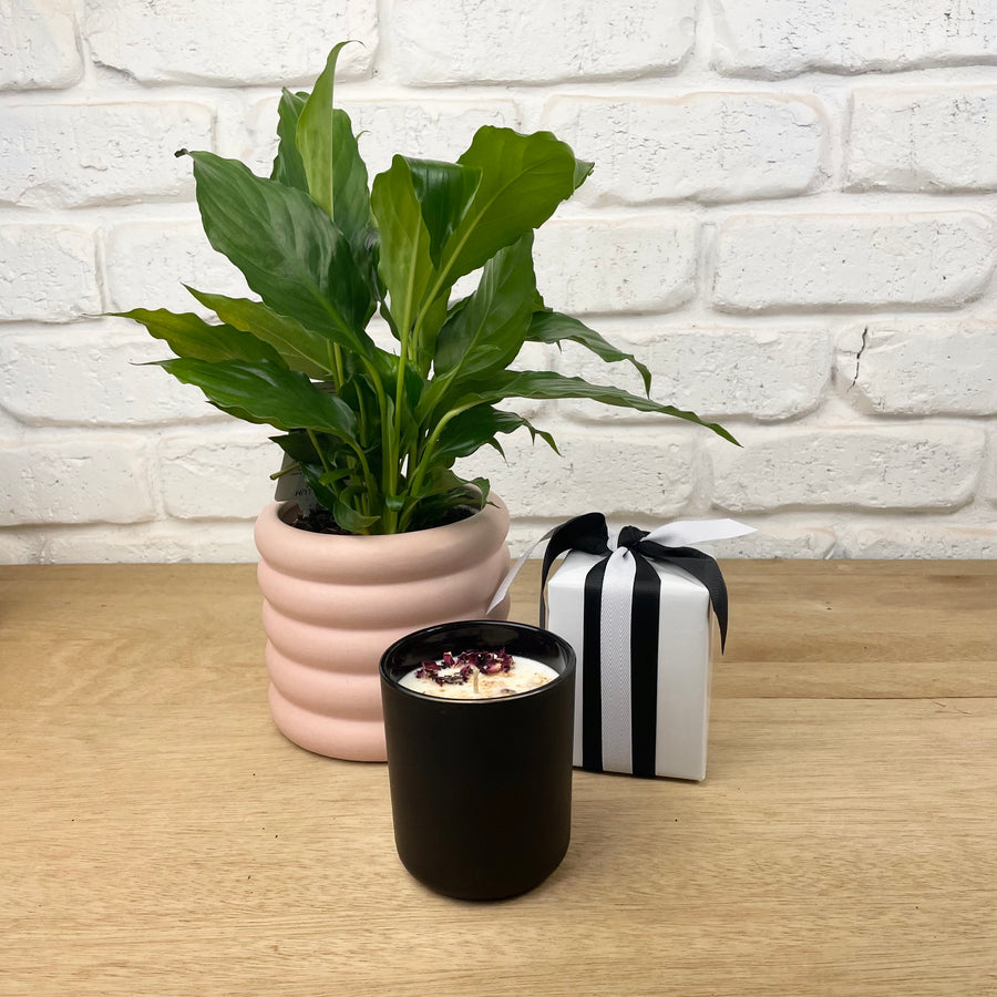 Sweet Dreams Plant and Candle Gift Set