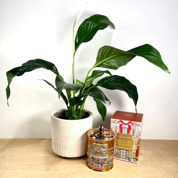 Gingerbread House Glasshouse gift set - Christmas Gift delivery