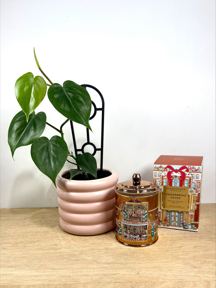 Glasshouse Fragrance Gift Set- Adelaide Gift delivery - Gingerbread House Candle & plant 