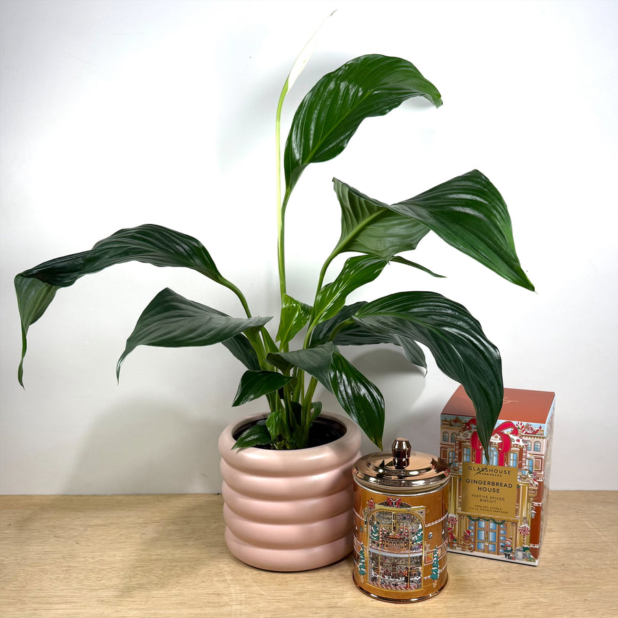 Christmas gift delivery - Glasshouse Gingerbread House Candle