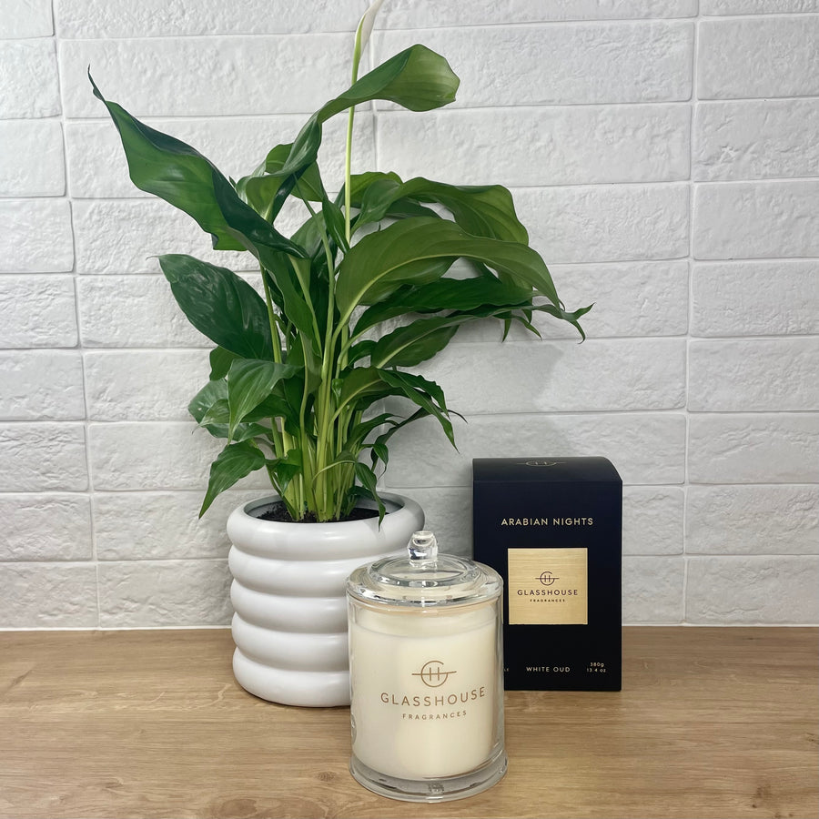 Glasshouse Candle & Plant Gift Hamper