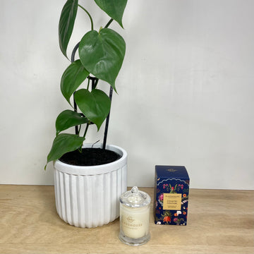 Glasshouse Candle - Mother's Day gift for Mum Adelaide