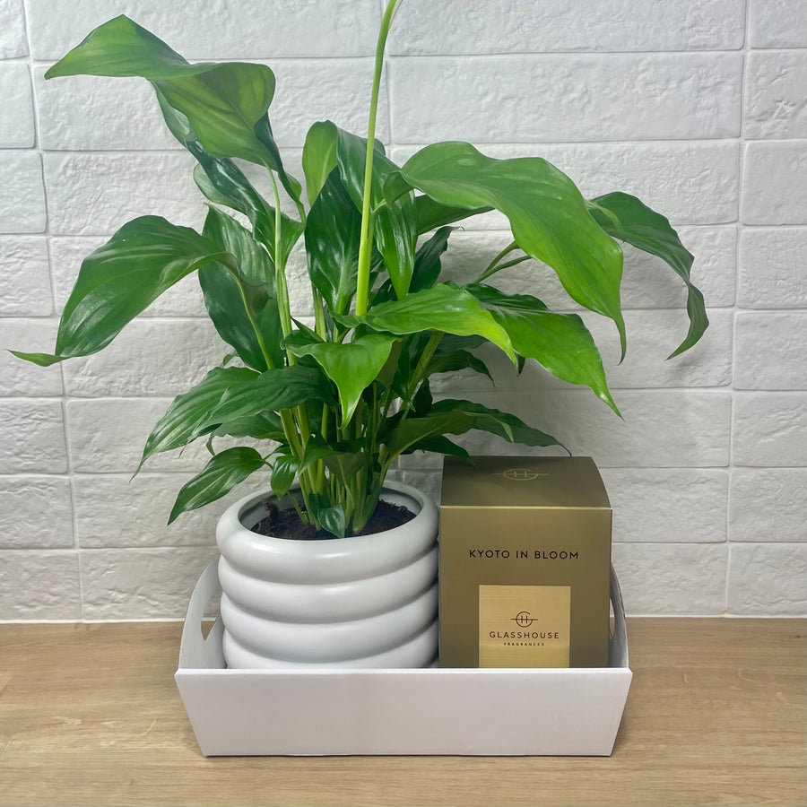 Glasshouse Candle and Plant Gift Hamper - Kyoto in Bloom Candle