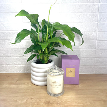 Candle & Plant gift set - gift delivery Adelaidie