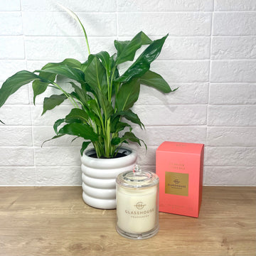 Glasshouse Candle and Plant gift set