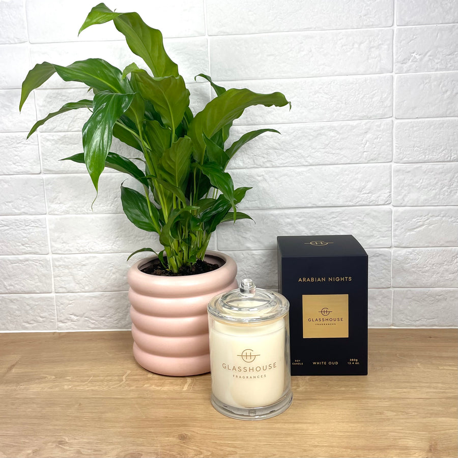 Plant and candle gift hamper delivery adelaide