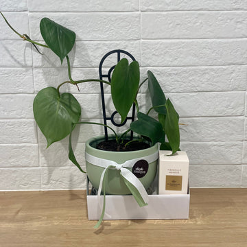 Indoor plant and candle gift set - Adelaide gift delivery