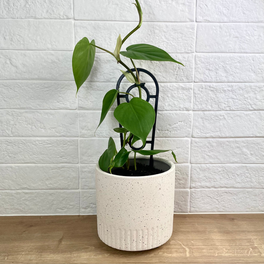 Plant gift delivery Adelaide - heart leaf indoor plant gift