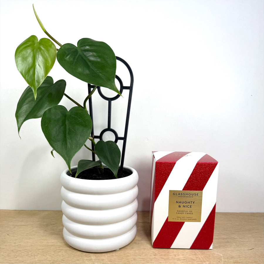 Glasshouse Candle & Plant Gift Set - Christmas gift delivery