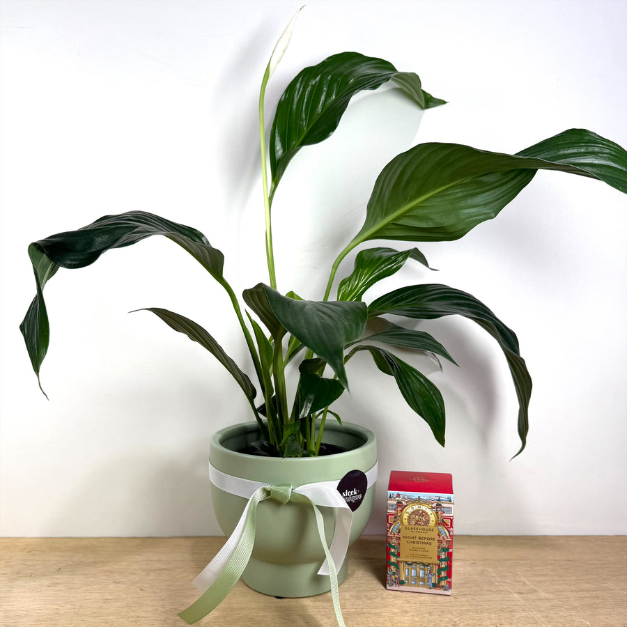 Glasshouse Candle Night Before Christmas and Peace Lily Gift set - gift delivery Adelaide