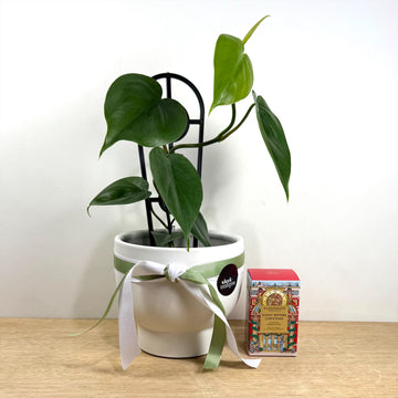 Christmas Candle and plant gift set - Adelaide gift delivery - corporate gifting
