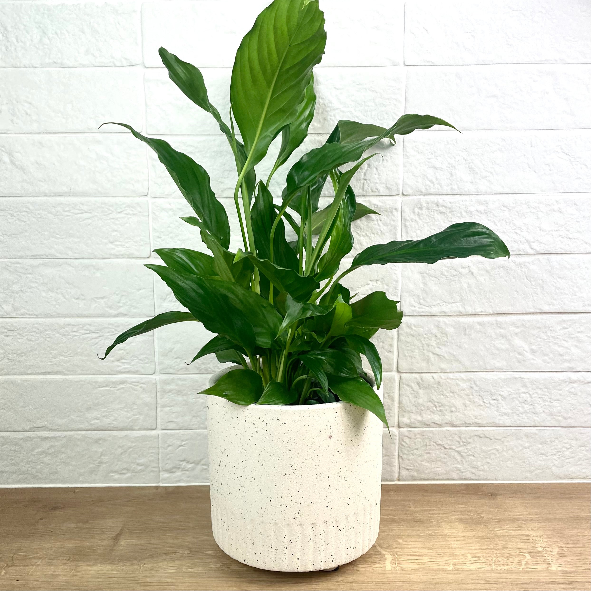 peace lily white pot Peace Lily in White Contemporary Pot
