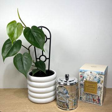 White Christmas Candle gift - Glasshouse Fragrance & plant set