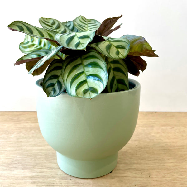 Burle Marxii Plant in Feature Pot