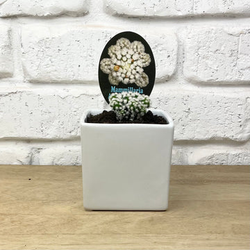 Cactus Cube pot plant delivery adelaide flowers indoor plant