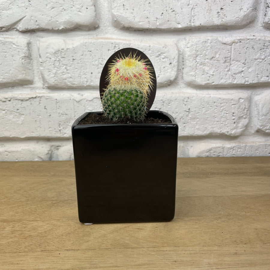 cactus indoor ceramic pot plant gift delivery adelaide for him gift for her