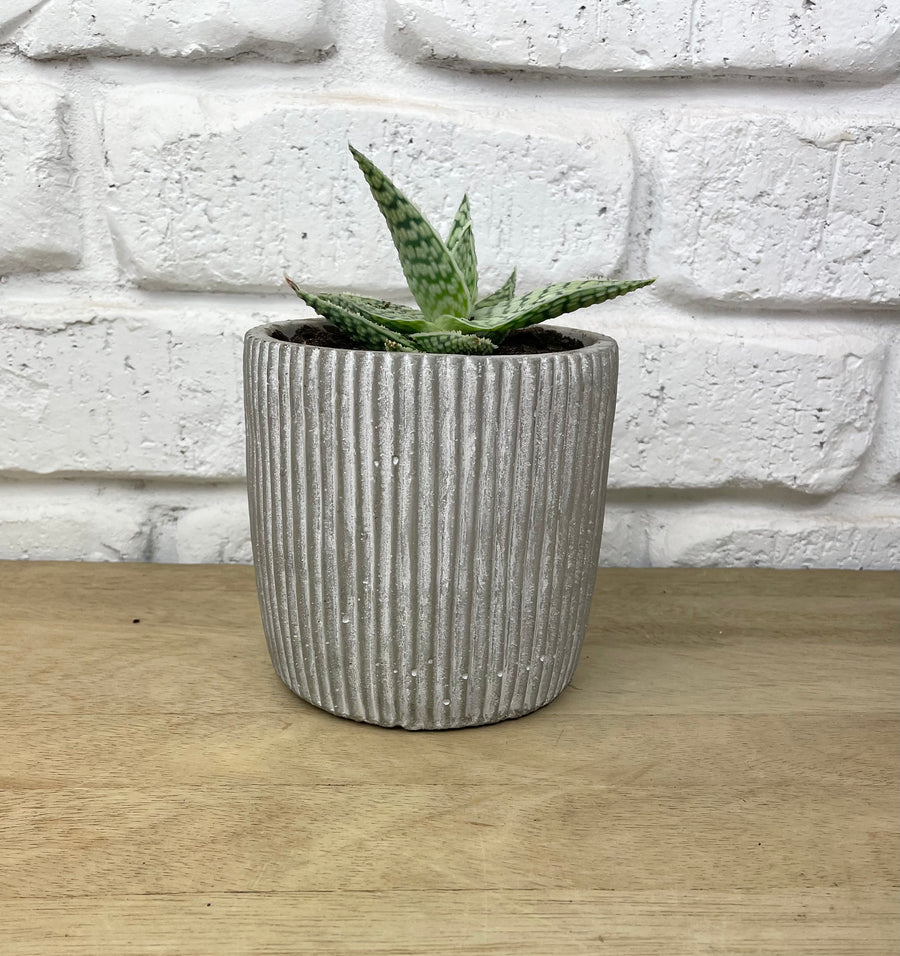 Cement Cactus Indoor Plant Gift Idea for home or office
