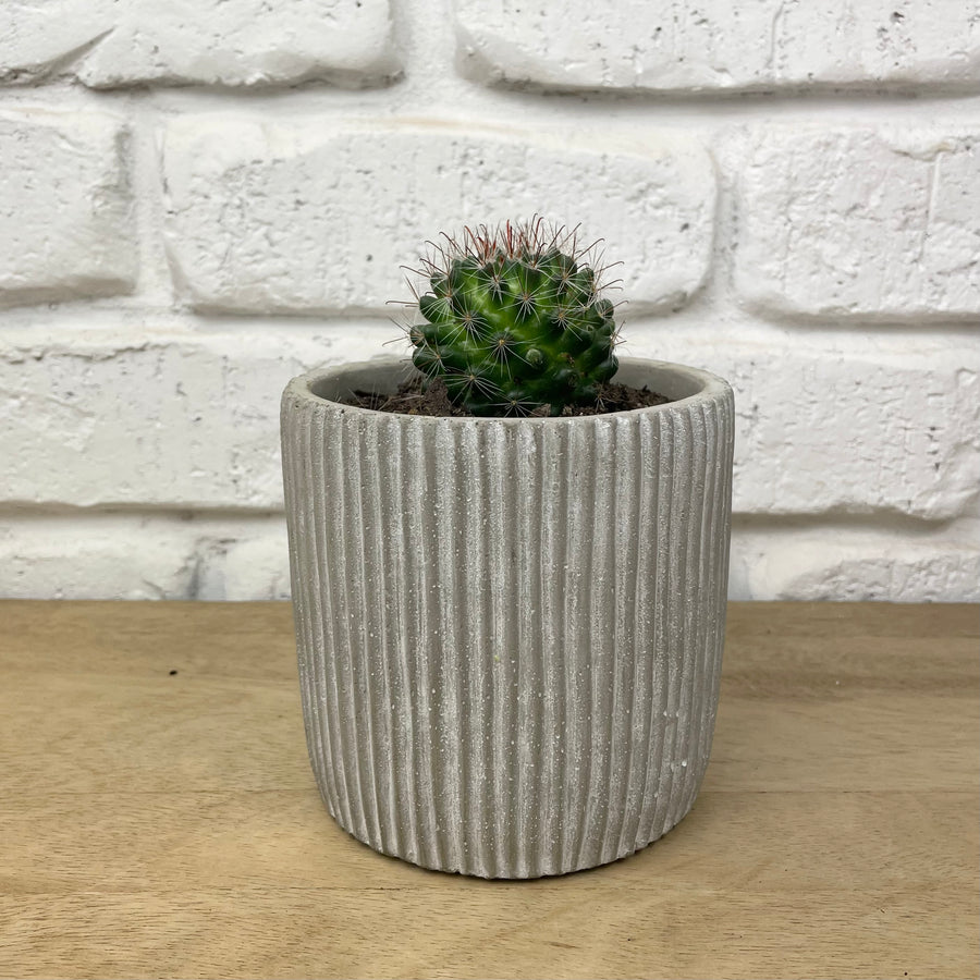 Modern Cement Planter with Cactus Adelaide