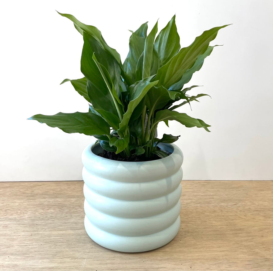 Peace Lily Indoor Plant Adelaide Same Day Gift Delivery
