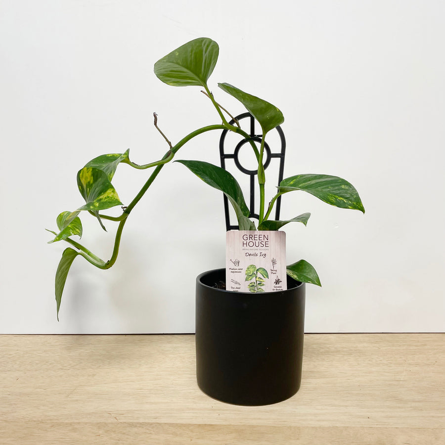 Devils Ivy Plant Gift in Black Pot - Indoor Plant Delivery Adelaide