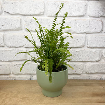 Lemon Button Fern Plant gifts adelaide same day delivery service indoor plants corporate