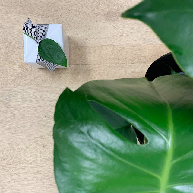 Monstera Plant Gift and Ecosoy Candle - Sleek and Unique Gifts Adelaide