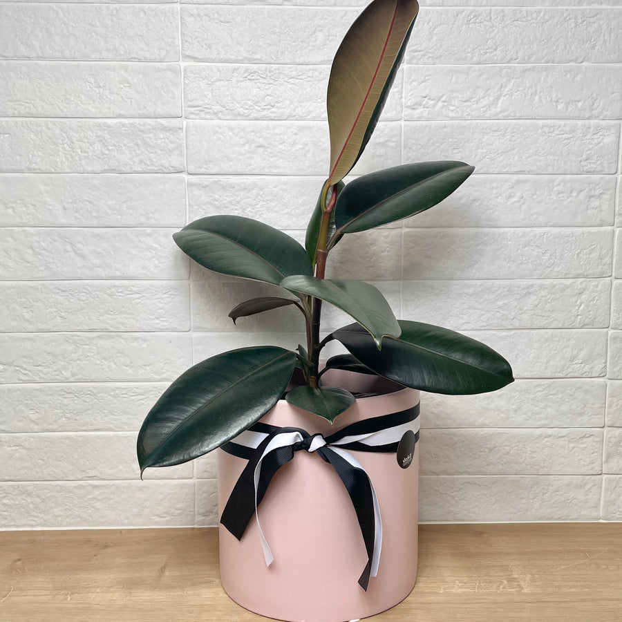 Beautiful Ficus pink pot indoor plant gift for her gift hampers Adelaide
