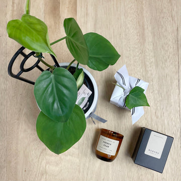 Heart Leaf Philodendron Plant and Ecosoy Candle Gift Bundle - Sleek and Unique Gifts