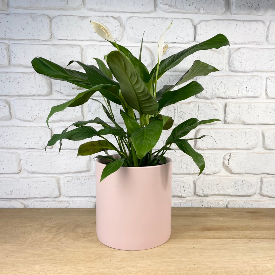 peace lily plant pink Peace Lily Indoor Plant Gift | Pastel Pink