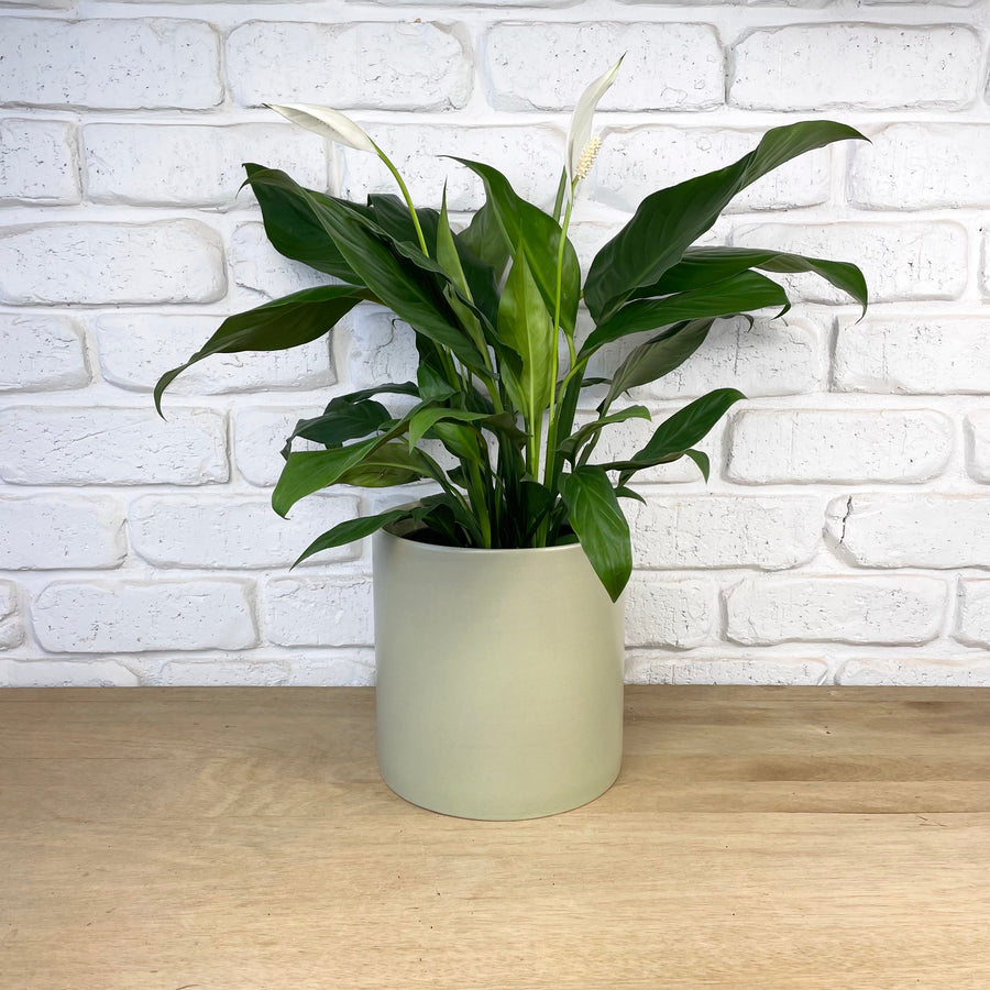 Peace Lily indoor plant gift
