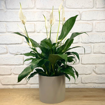 large peace lily in grey ceramic pot adelaide gift box delivery indoor plant sympathy gift