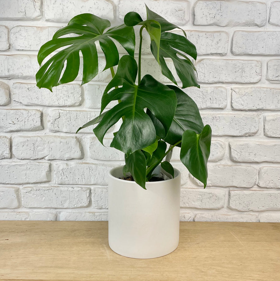 monstera indoor plant gift delivery adelaide lush tropical fruit salad plant