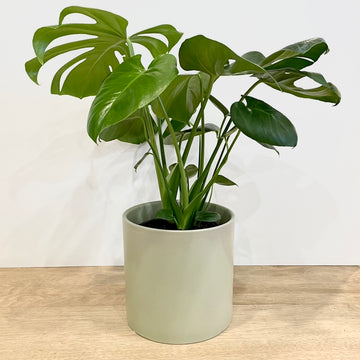 Monstera Plant Gift in contemporary sage pot - Lush Plant Gifts Adelaide Delivery