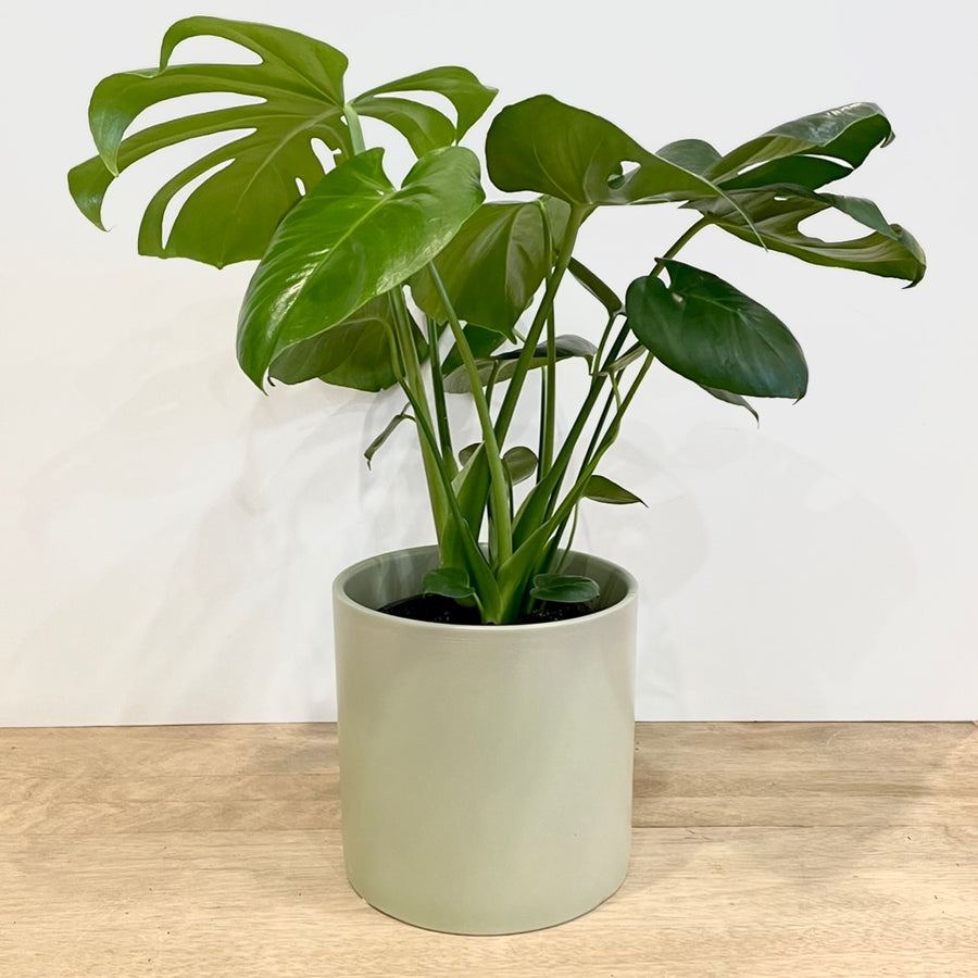 monstera deliciosa adelaide Monstera Plant in Large Pot