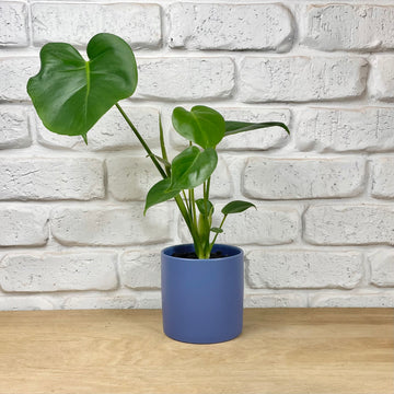 monstera fruit salad indoor plant gift in pot plant gift delivery adelaide