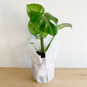 Monstera Indoor Plant - Plant gift Delivery Adelaide