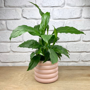 Peace Lily Indoor Plant gift pastel pink ceramic pot plant gift delivery adelaide