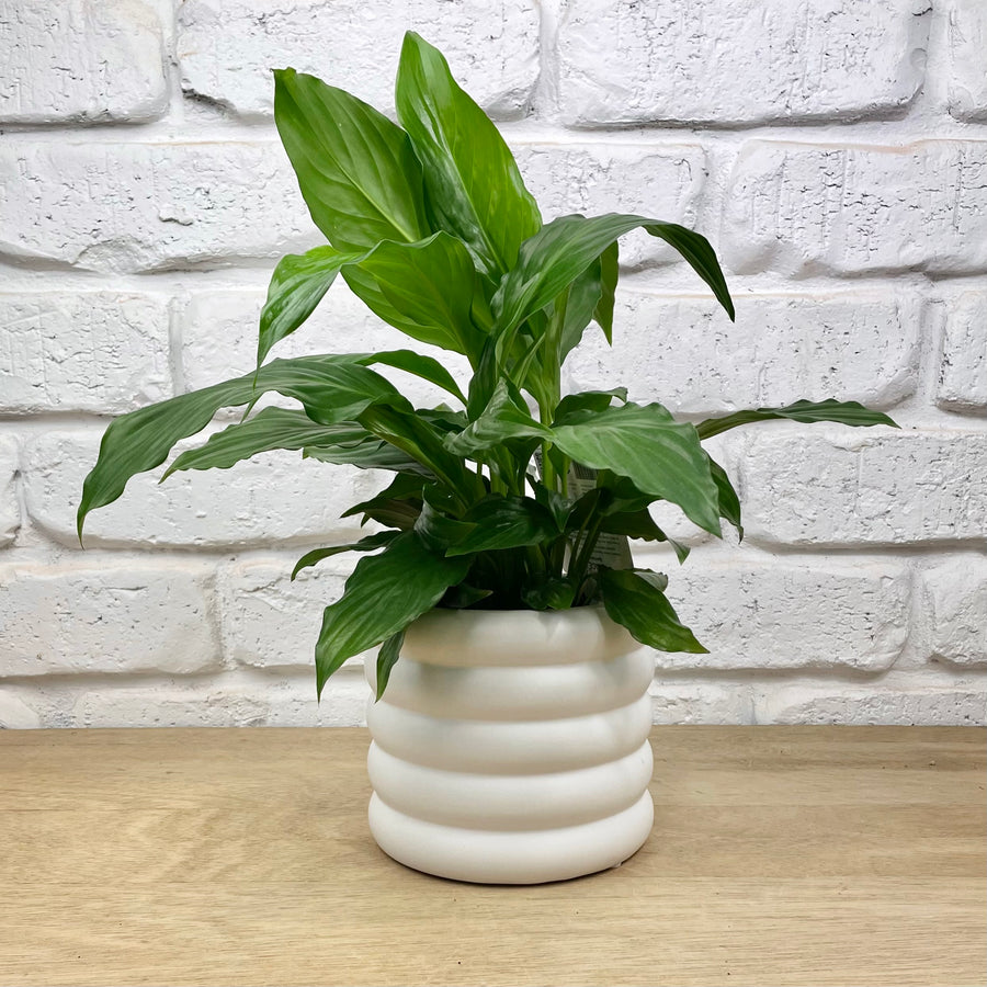 Peace Lily Indoor Plant Gift in Modern White Ceramic Pot