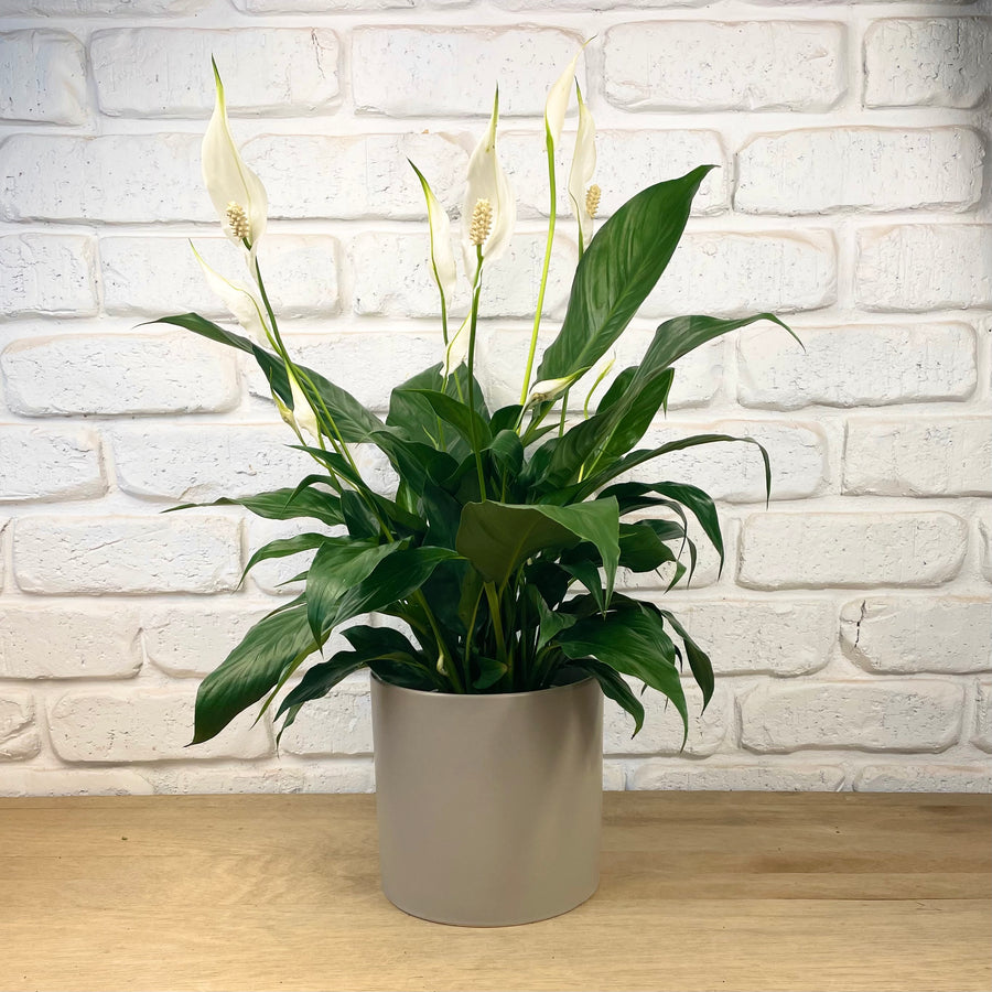 Mother's Day Peace Lily plant gift delivery adelaide same day service indoor plant