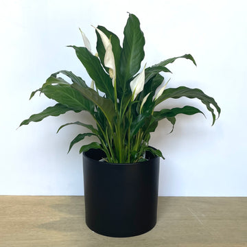 Peace Lily Indoor plant gift - corporate gift
