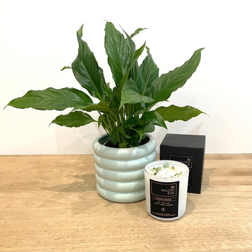 plant and candle bundle willow evie crystal candle adelaide