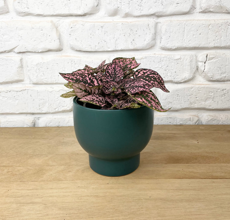 Pink Splash Ceramic Pot Plant Gift