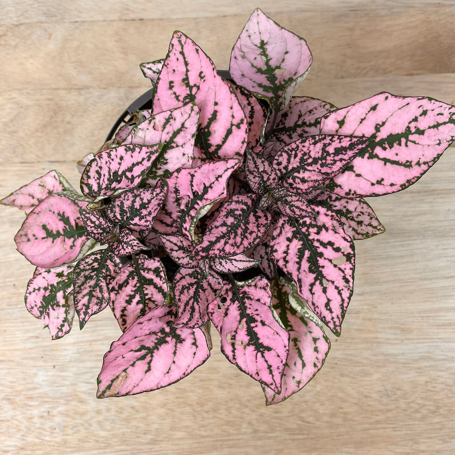 Pink Splash Ceramic Pot Plant Gift