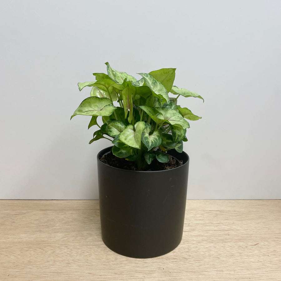 'Pixie' Indoor Plant in contemporary pot - Indoor Plant Gift Delivery